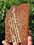 River Jasper Slab #3