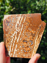 Load image into Gallery viewer, River Jasper Slab #2
