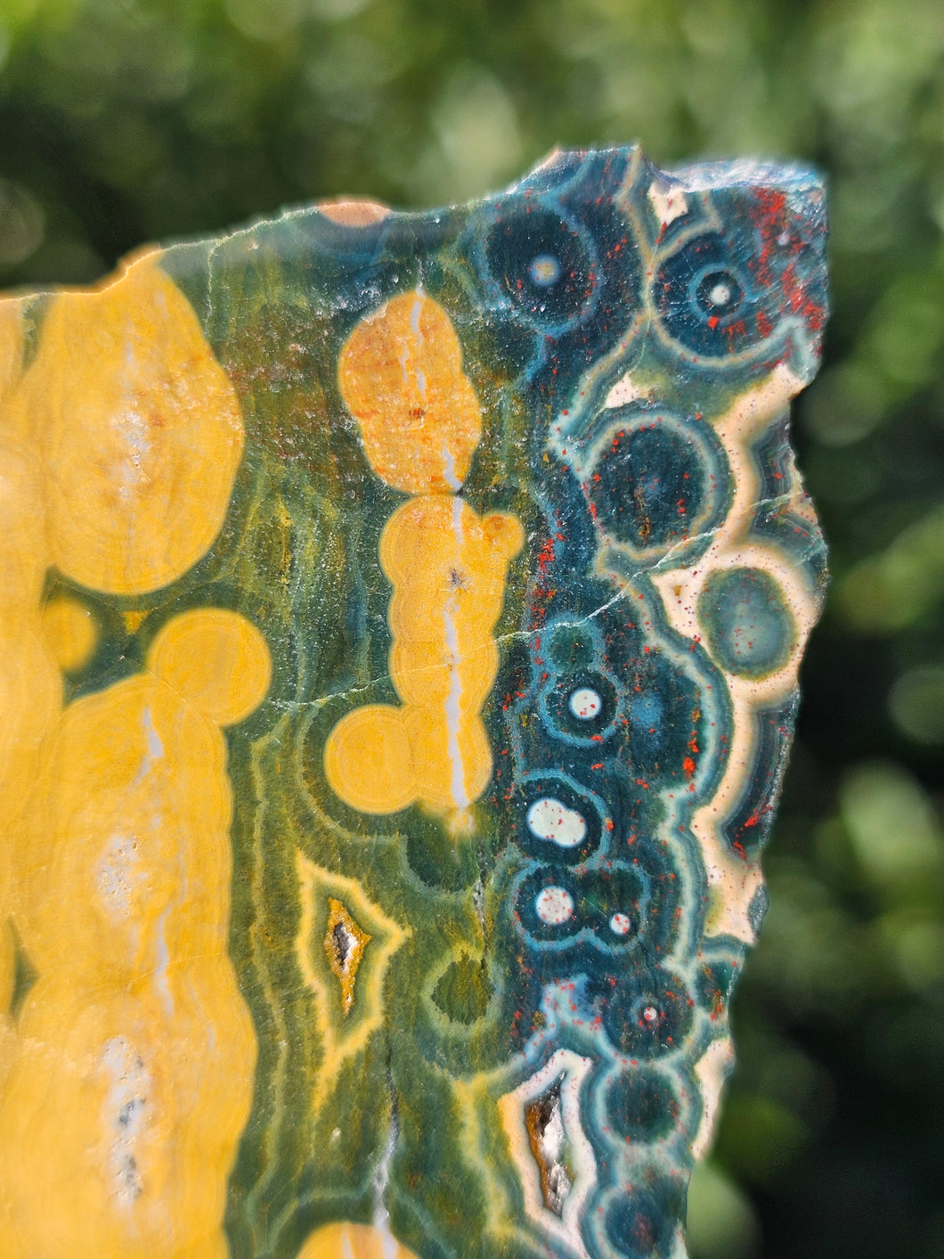 Ocean Jasper Slab #5