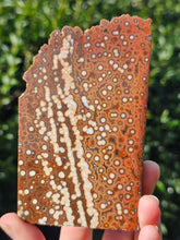 Load image into Gallery viewer, River Jasper Slab #3
